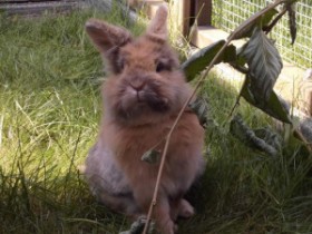 Kaninchen