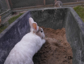 Kaninchen in der Buddelkiste