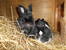 2Kaninchen