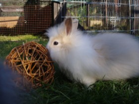 Sir Lancelot